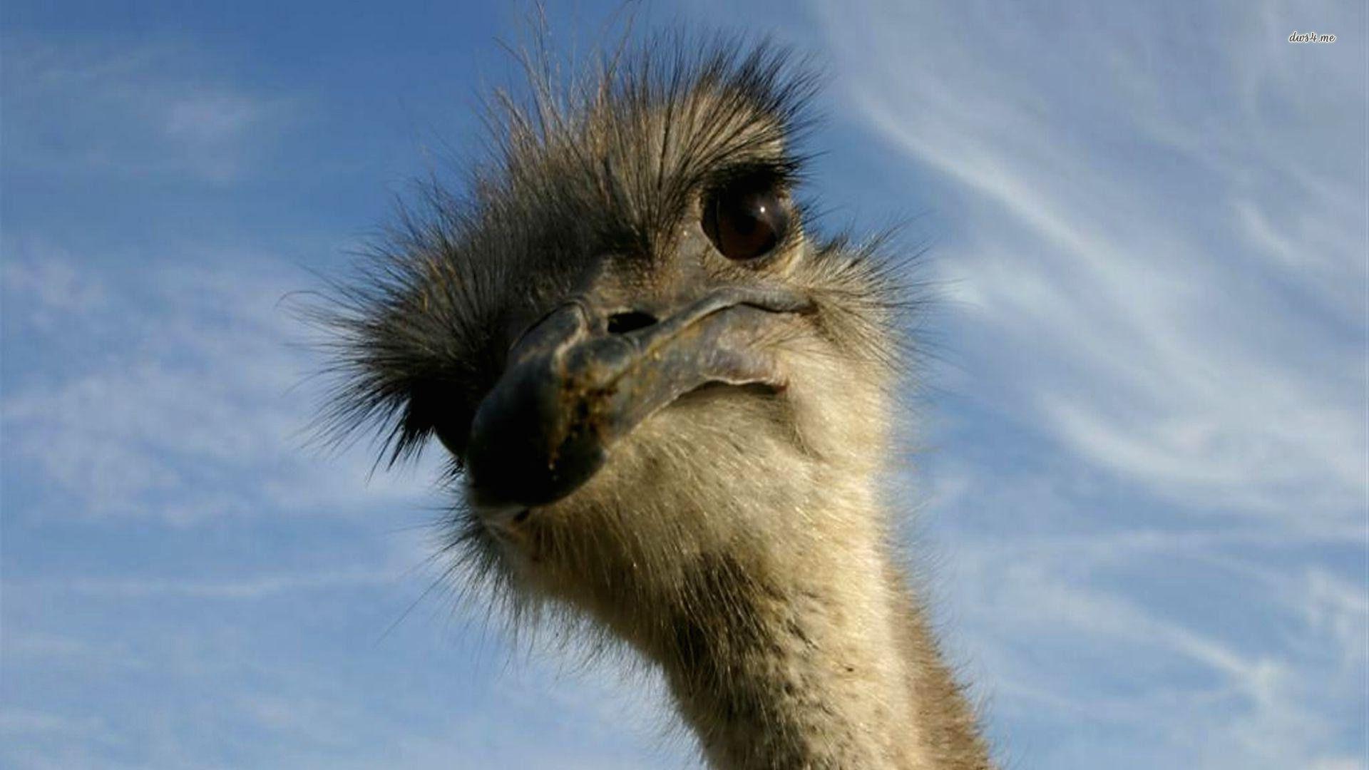 Funny looking Ostrich wallpaperx1080