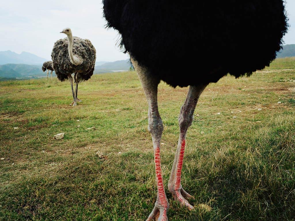 Free Ostrich Wallpapers.
