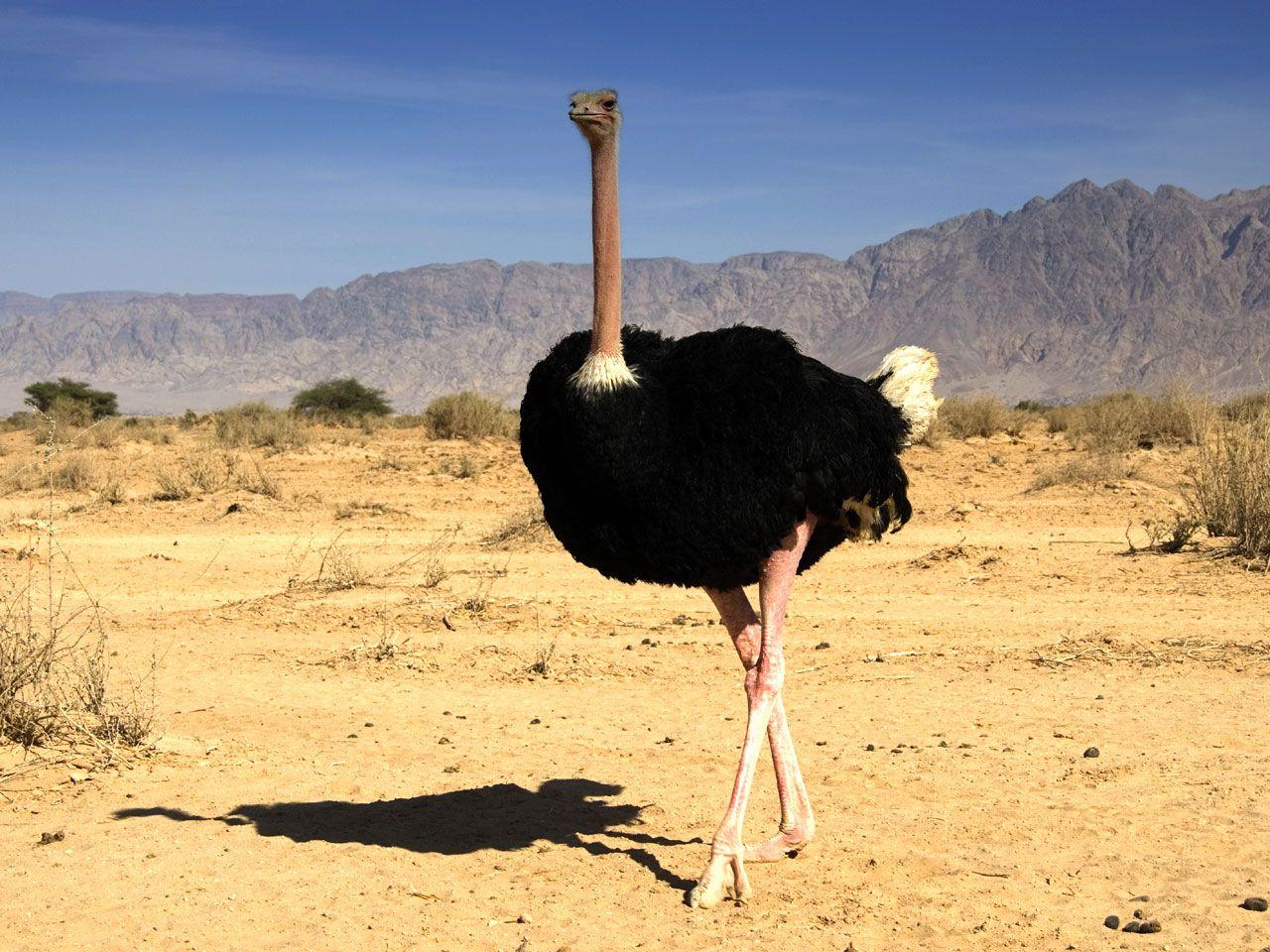 Ostrich Picture Birds Photo Gallery