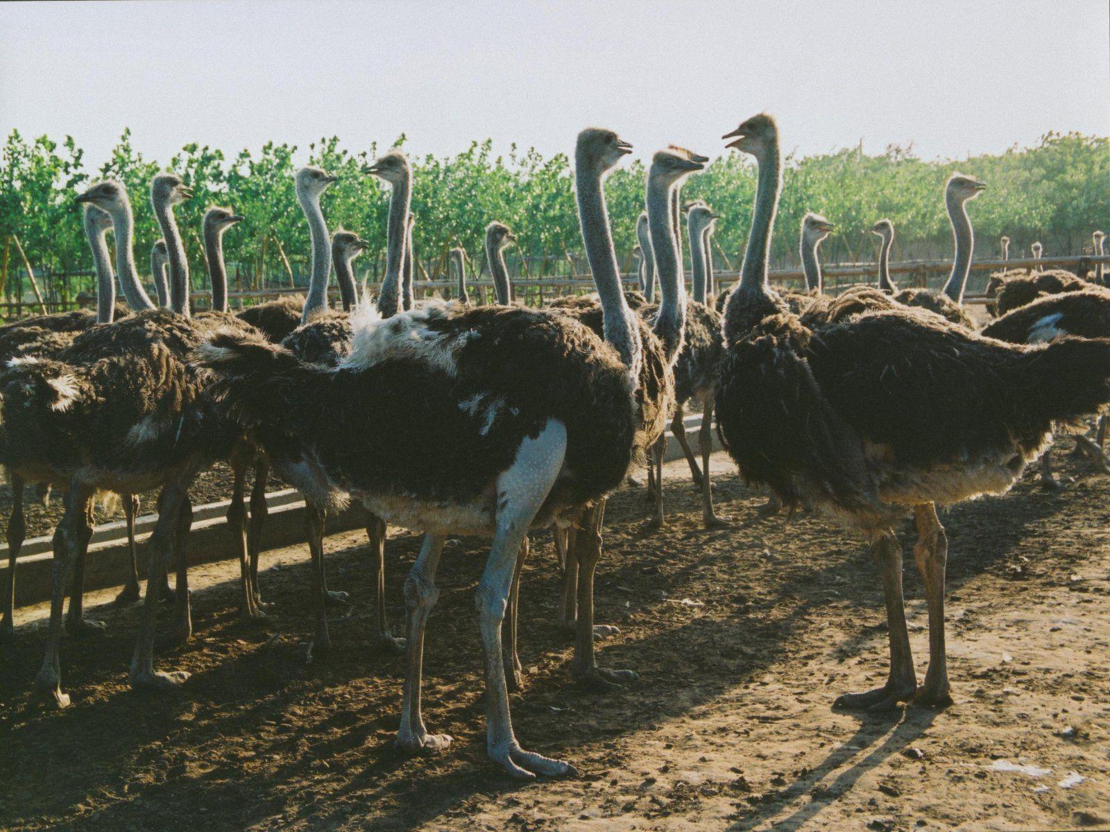 Widescreen Wallpaper: Ostrich, (1600x V.75)