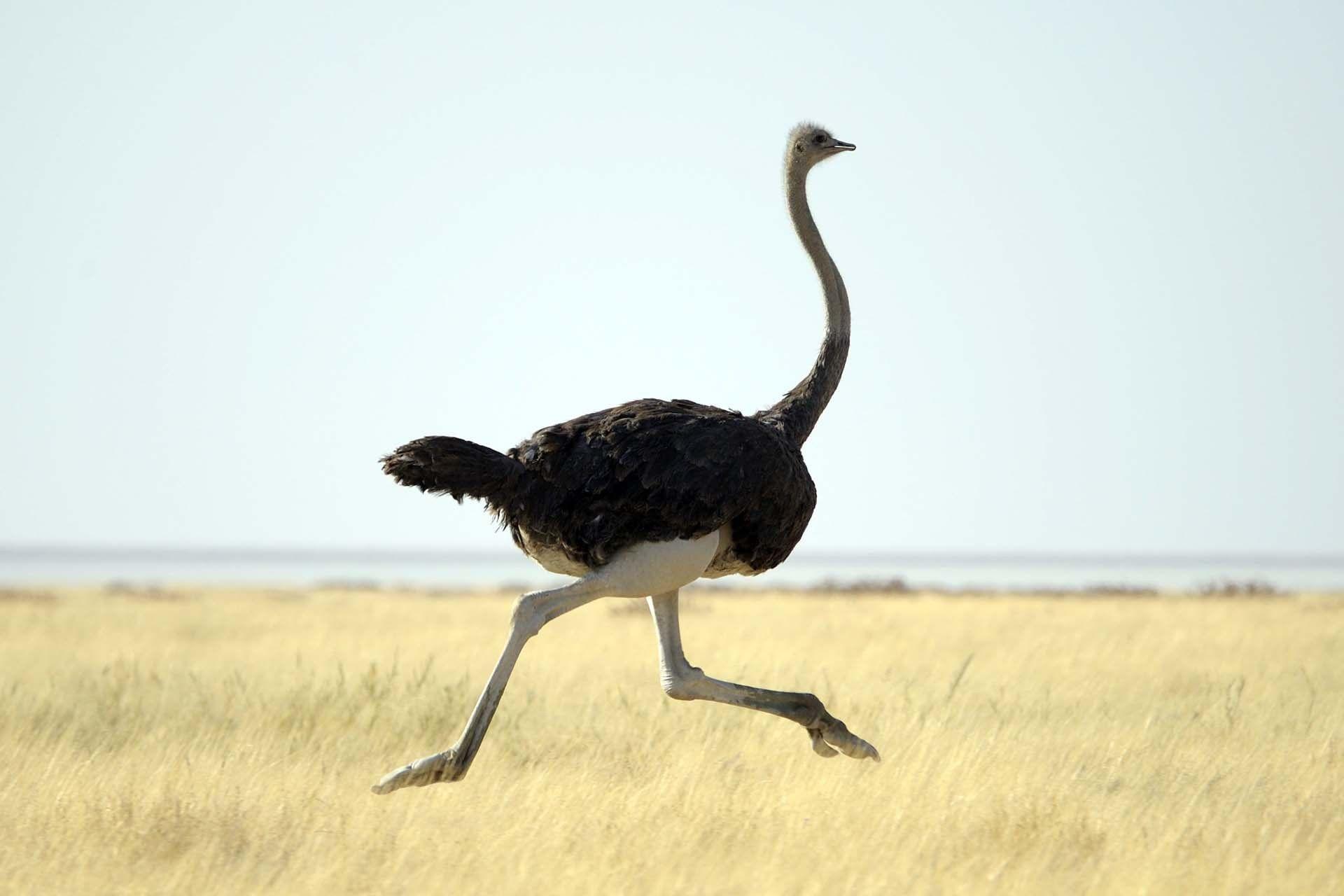 1920x1280px Ostrich (139.43 KB).08.2015