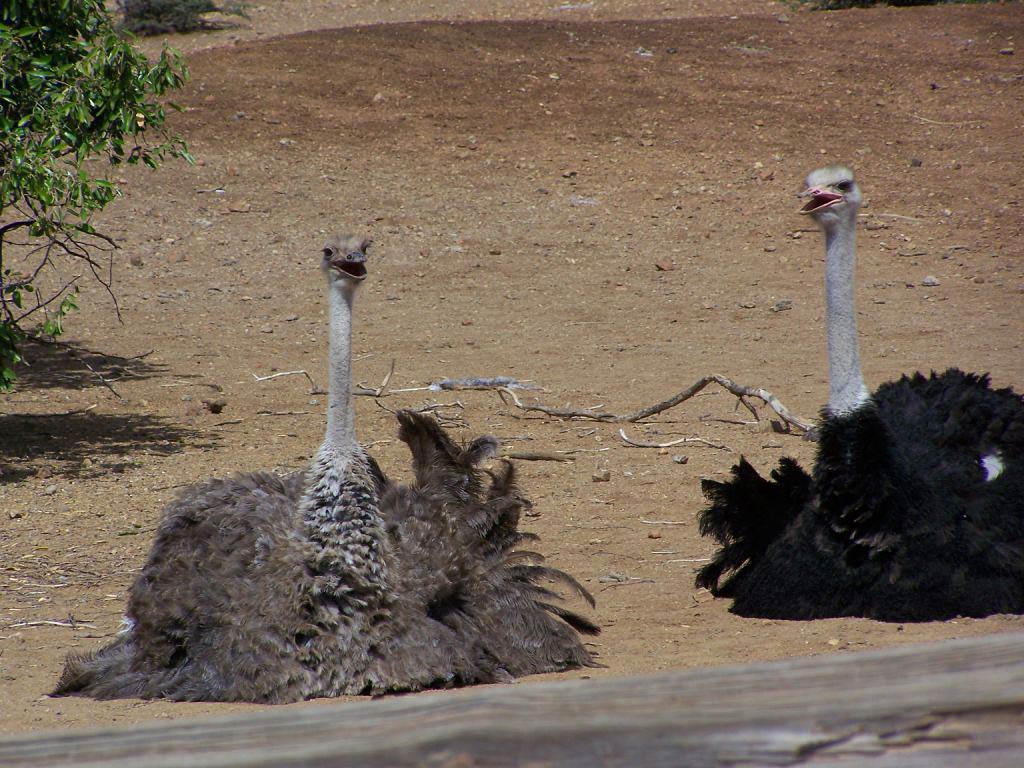 Ostrich Photos by Methoataske Gildersleaves on GOLDWALL.