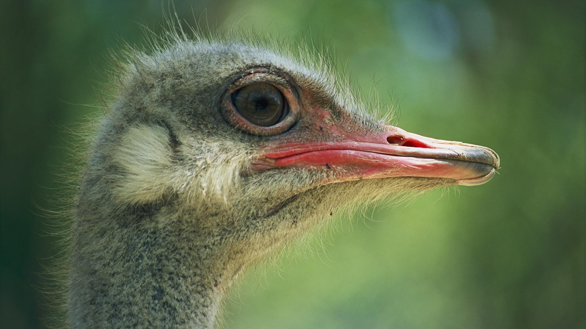 Ostrich Closeup.ngsversion.1396531029306.adapt.1900