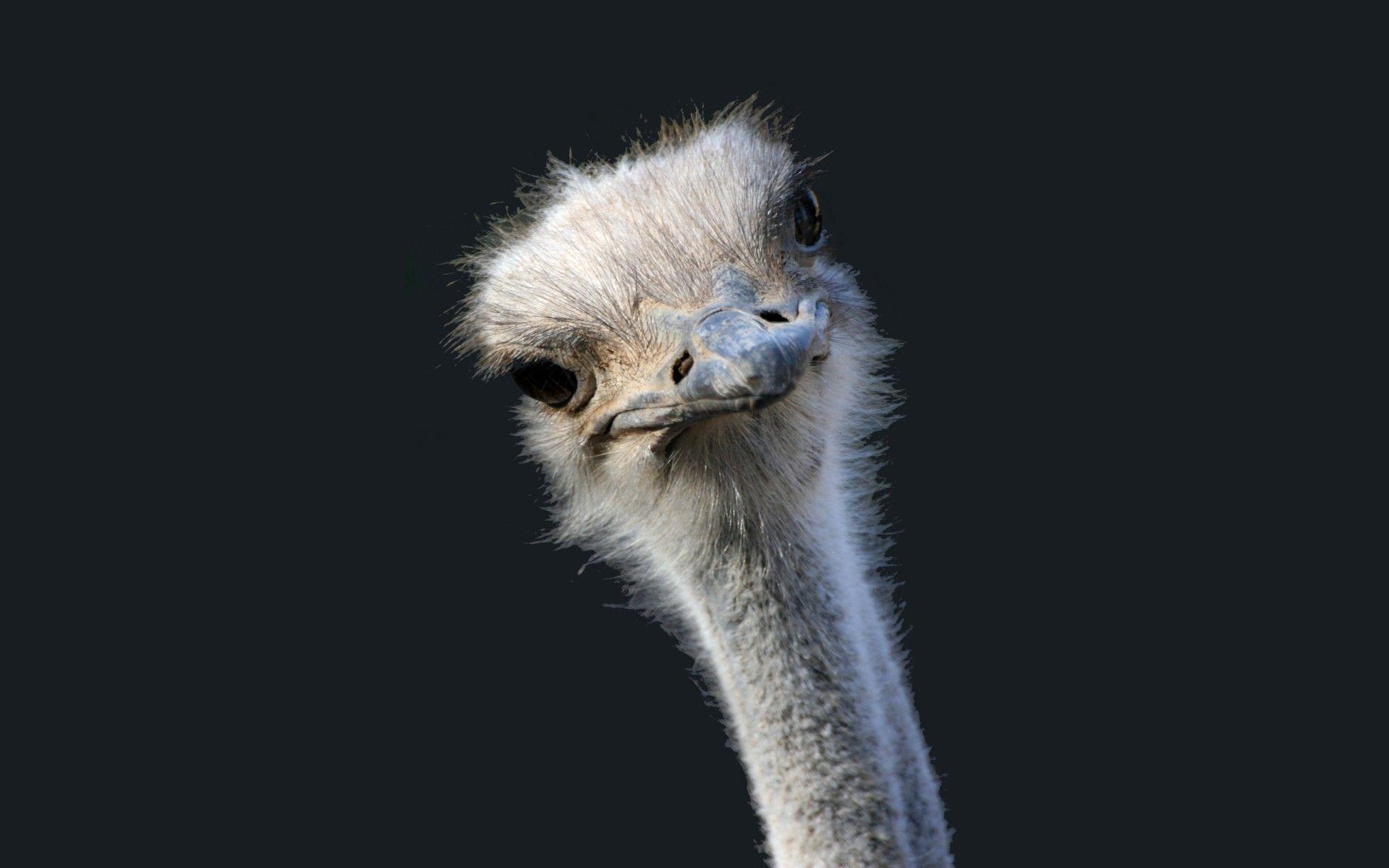 Ostrich Full HD Wallpaper and Backgroundx1200
