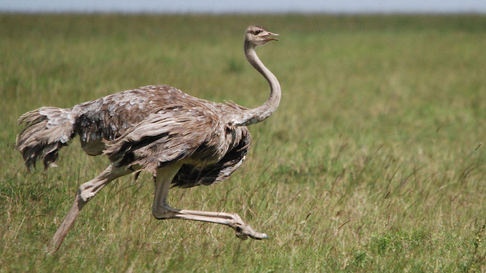 Ostrich Running.ngsversion