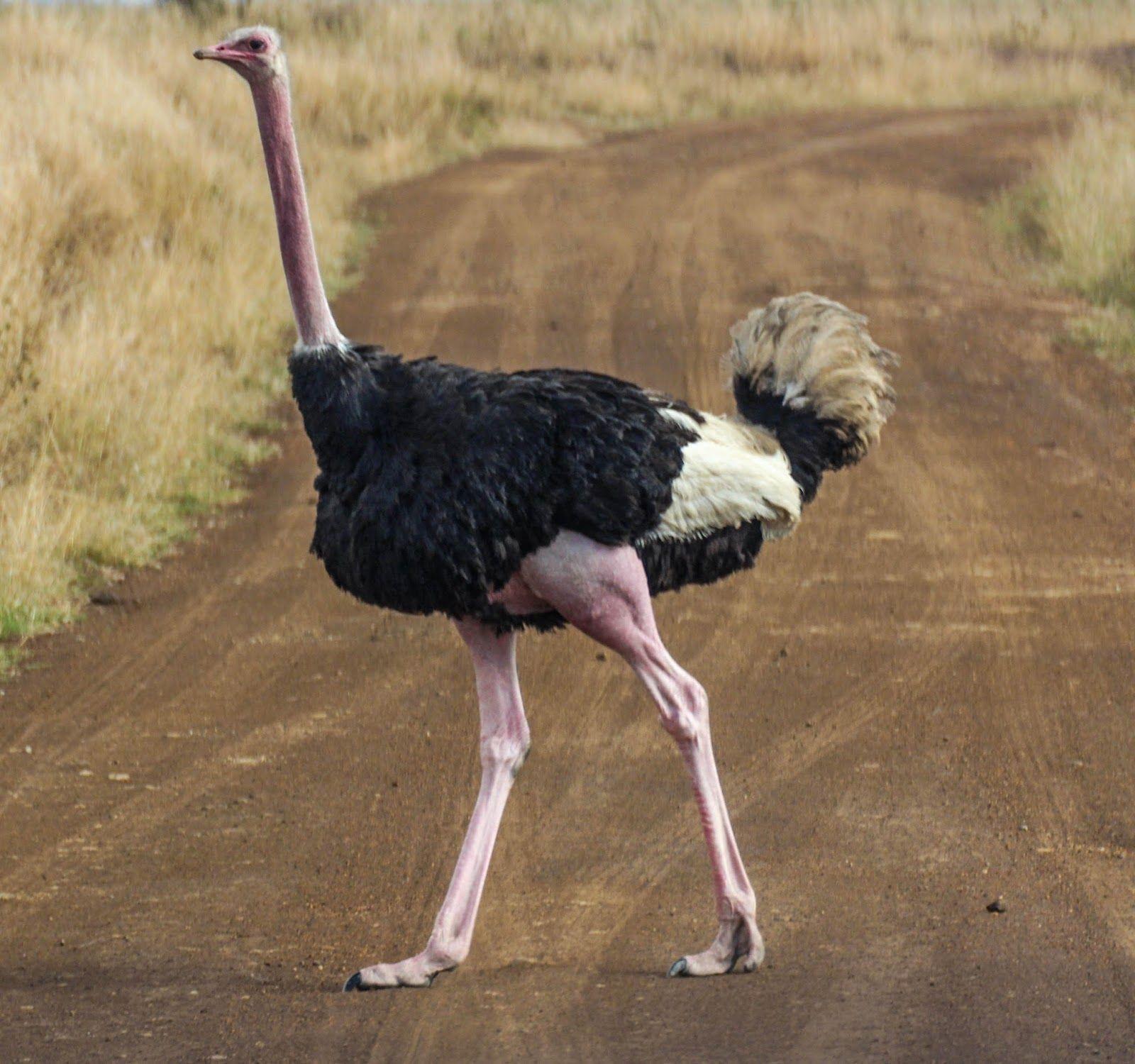 Amazing Photographs of Ostrich _ animal Wallpaper pics picture