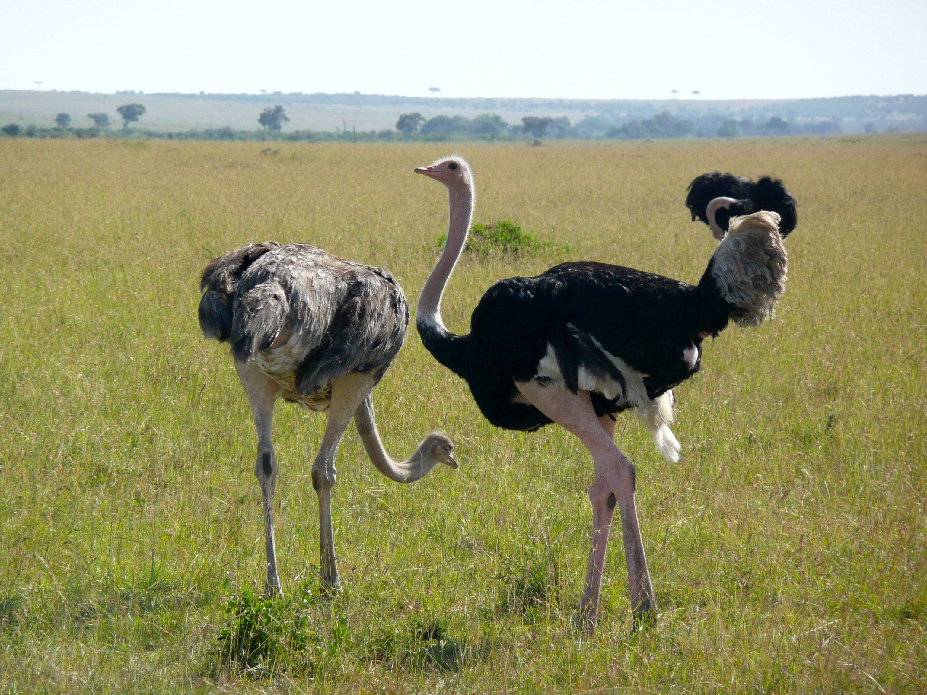 ostriches free image