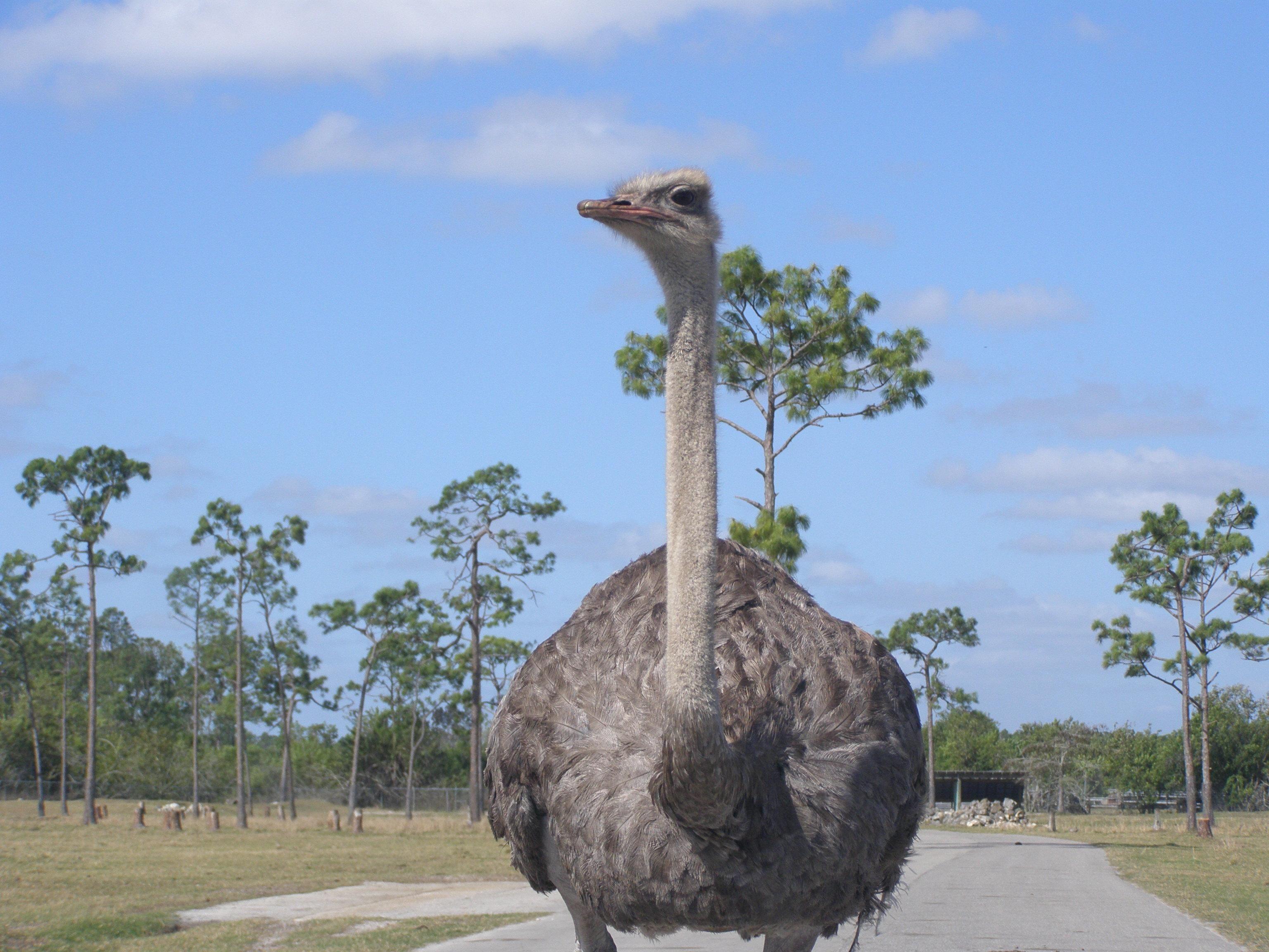 Free picture: ostrich, bird