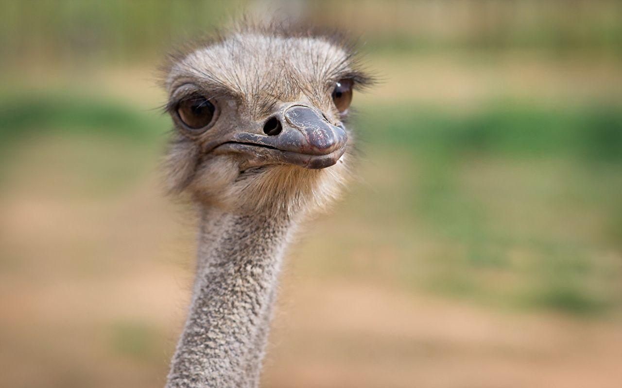 Birds Ostriches Animals Closeup