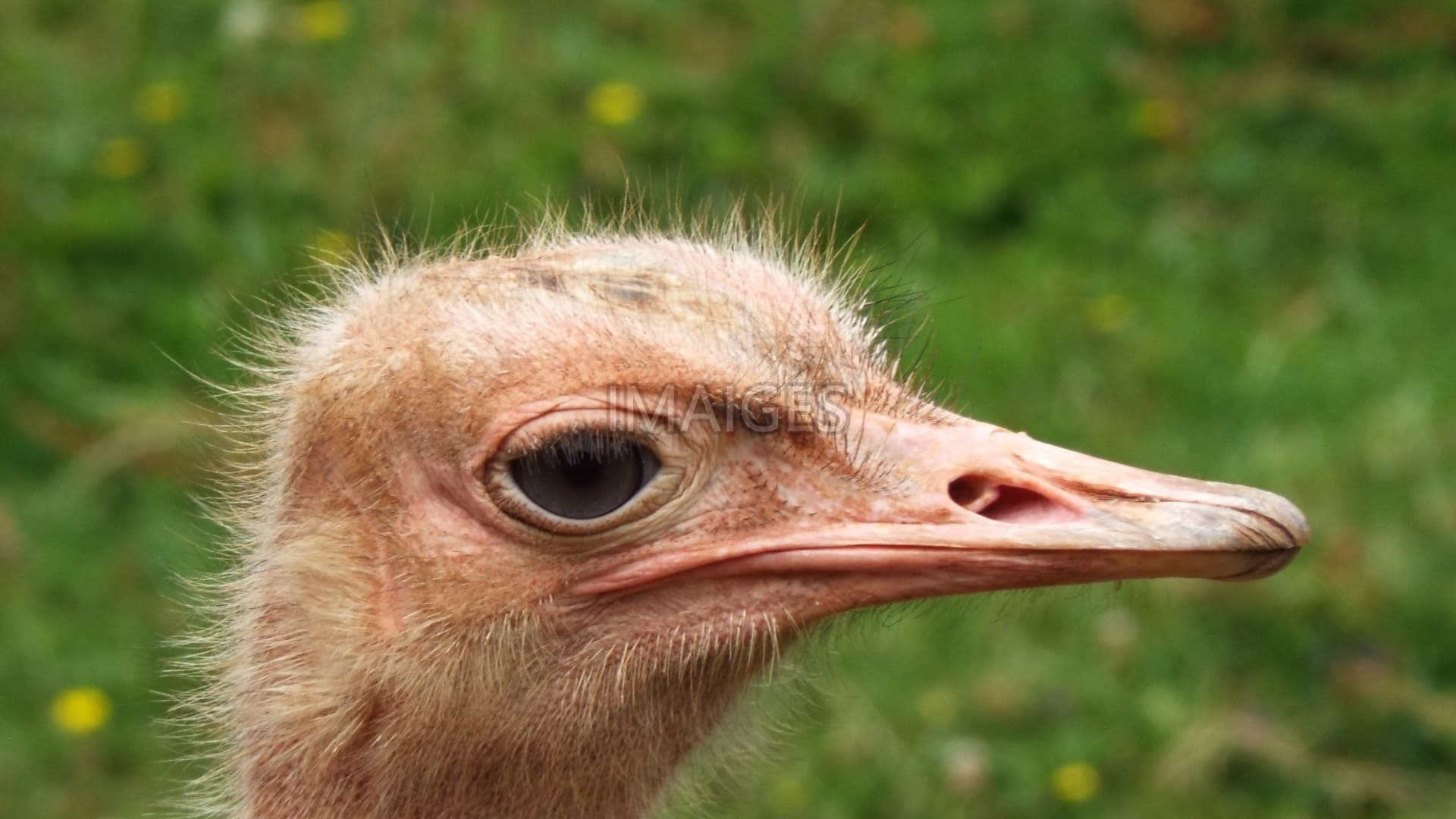 Close Up, Head, The Ostrich, Bow, Animal
