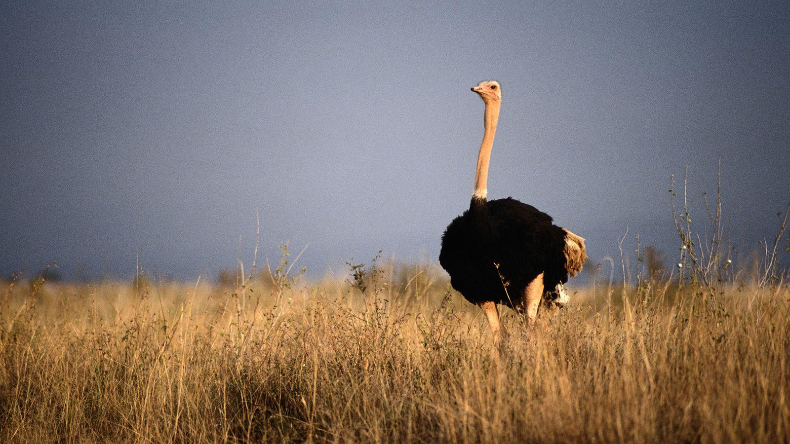 Ostrich Grass.ngsversion