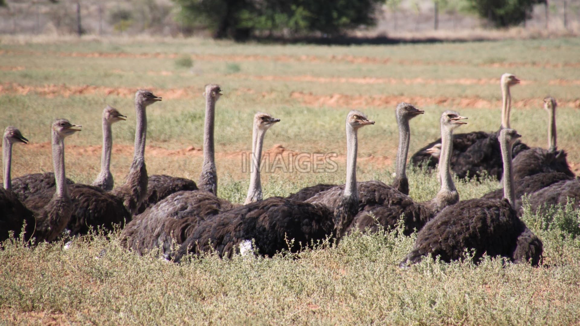 Ostrich, Nature, South Africa, Safari