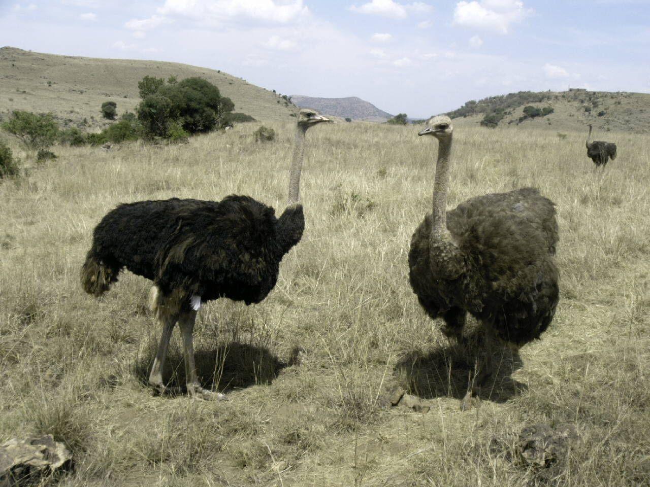 HD Desktop Wallpaper: ostrich pictures.