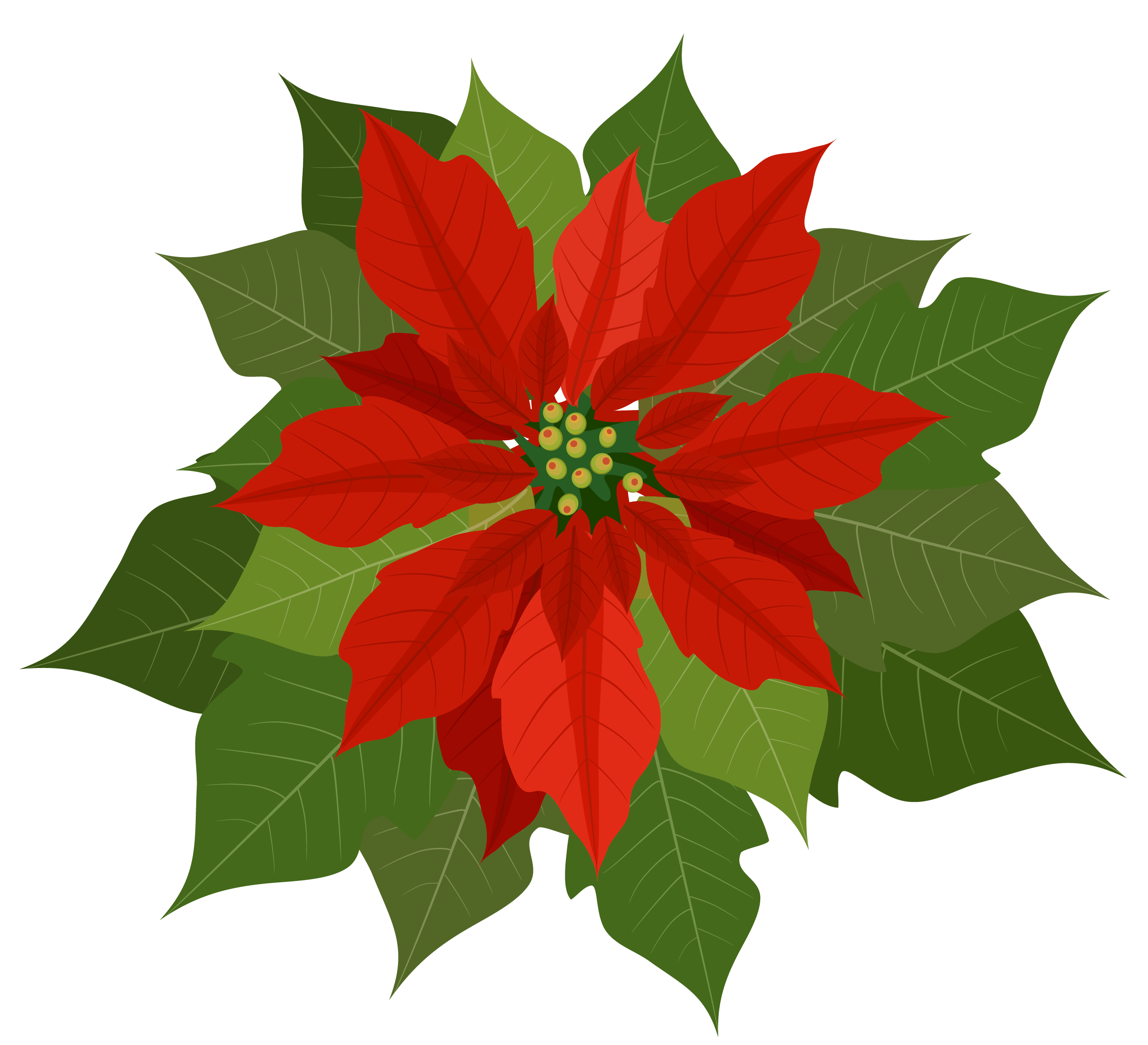 Christmas Poinsettia PNG Clipart