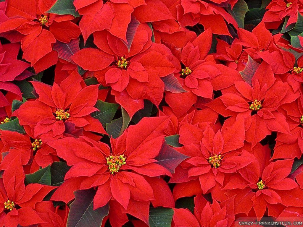 Red Flowers Christmas