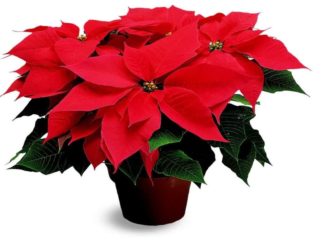 Poinsettia Image Collection