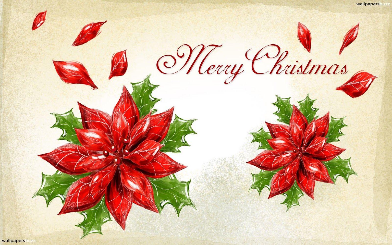 Merry christmas poinsettia hd wallpapers