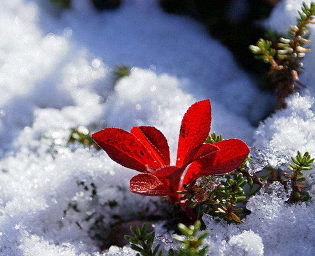 Flowers: Snow Holiday Tree Christmas Poinsettia Flower Wallpapers