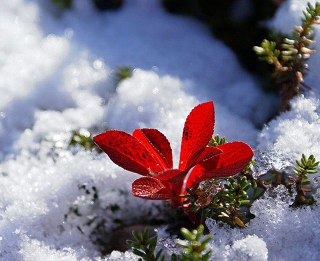 Christmas Poinsettia Wallpapers Wallpaper Cave