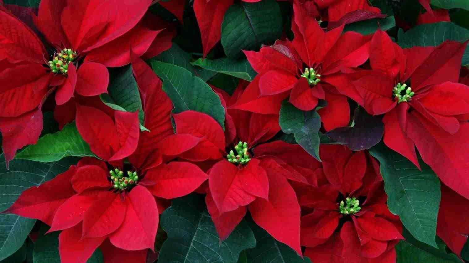 Flowers Christmas Poinsettia Wallpapers Herbs Leaves Red Closeup