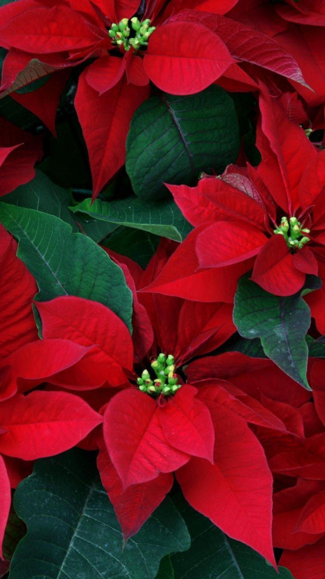 poinsettia, flowers, herbs, leaves, red, close