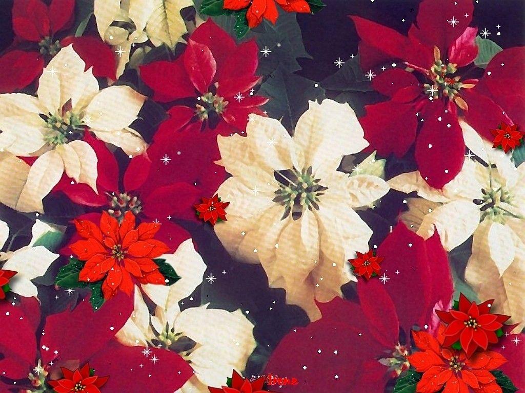 Photo Collection Poinsettia With Gold Christmas Wallpapers