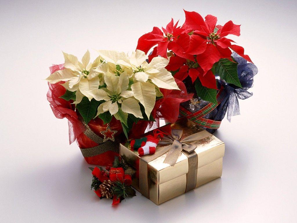 Flowers: Poinsettia Poinsettias Christmas Present Flowers Gift