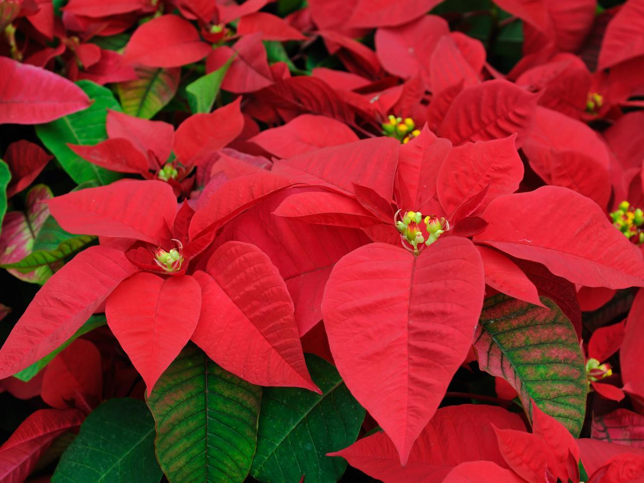 Poinsettia wallpapers, Earth, HQ Poinsettia pictures