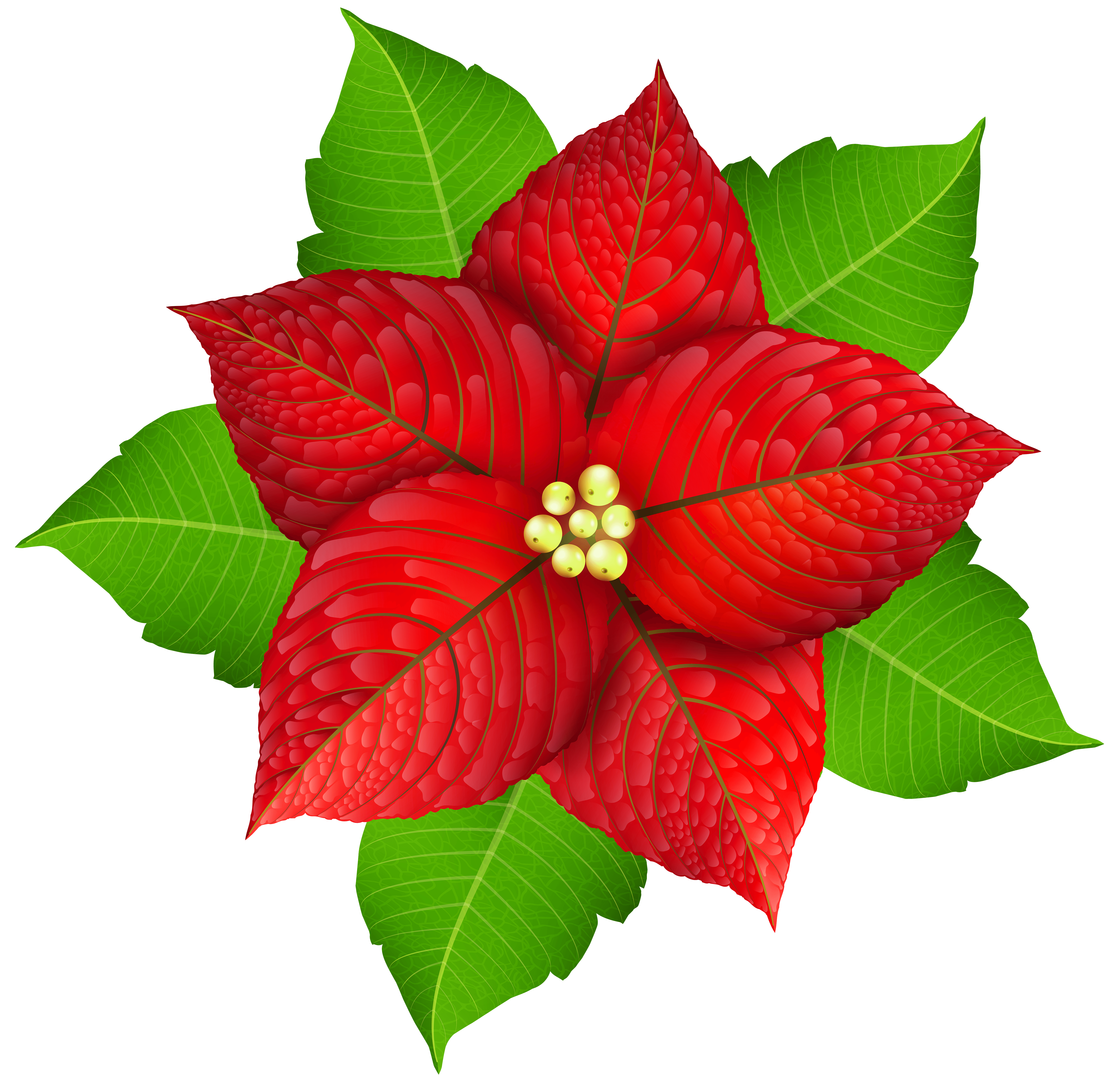 Christmas Poinsettia Transparent PNG Image