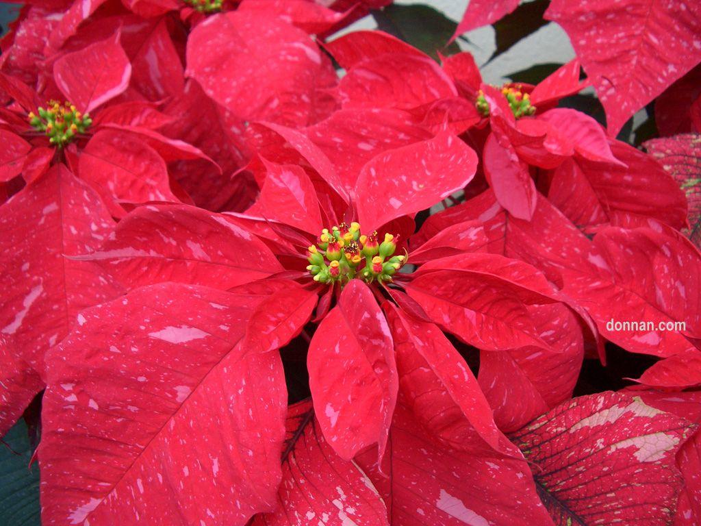 Christmas Poinsettias Wallpapers – Happy Holidays!