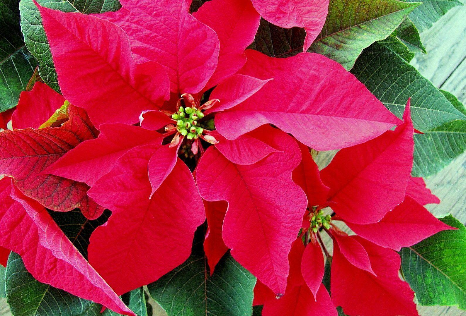 Flowers: Nature Winter Pink Poinsettia Flower Blooms Leaves