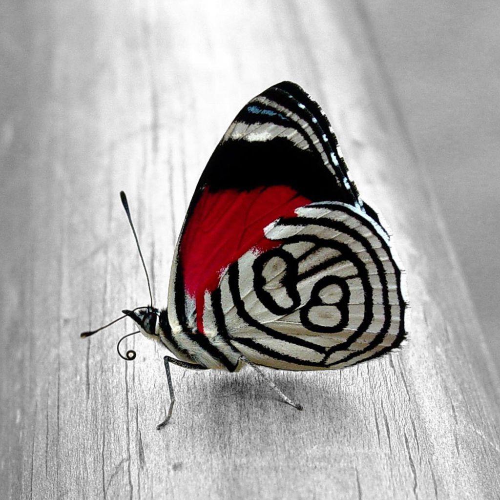 Beautiful Butterfly. Butterfly #butterfly. Butterfly