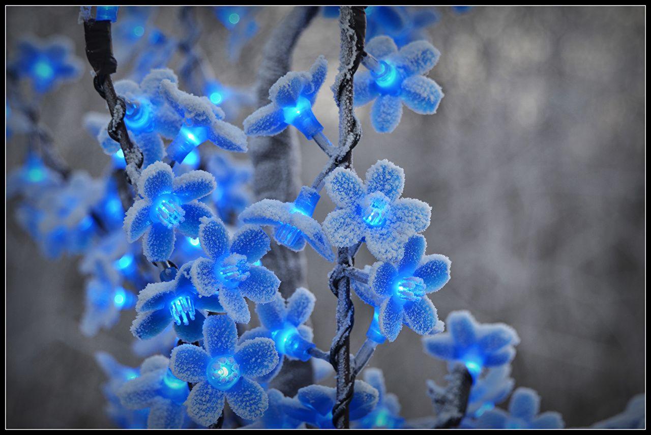 Flowers Fairy lights Closeup