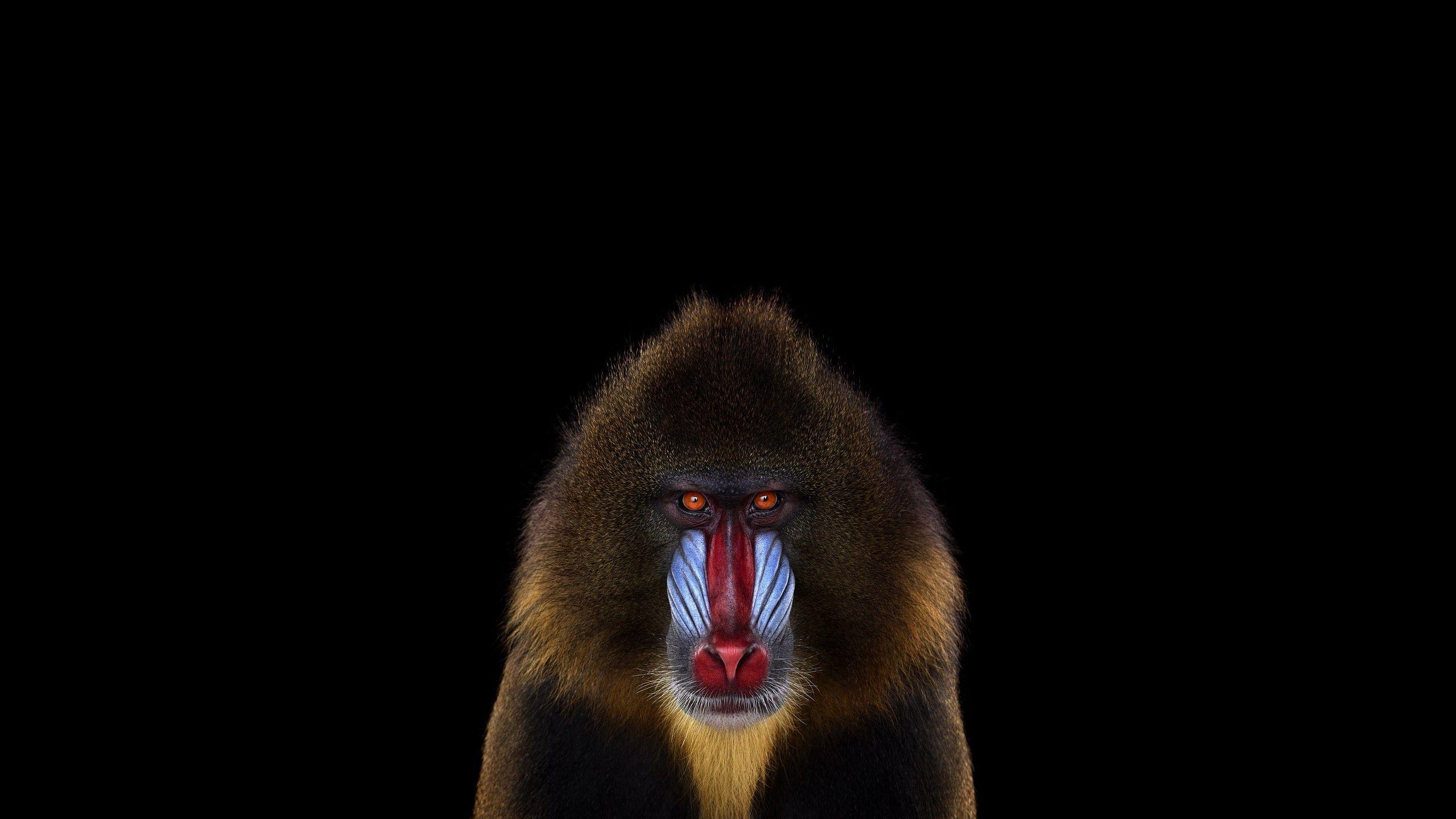 photography mammals monkeys simple background mandrill Wallpaper