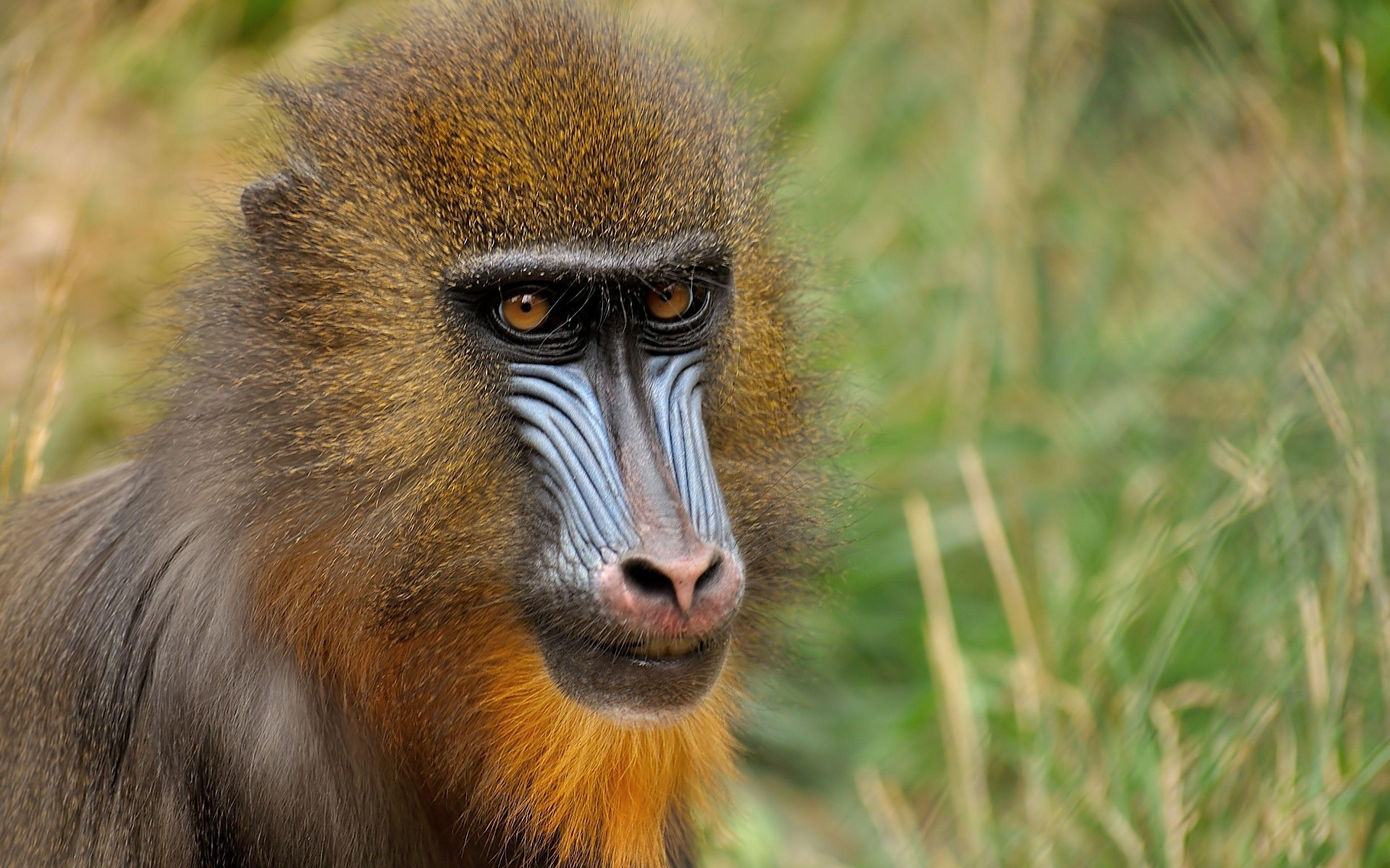 Download Wallpaper 3840x2400 Mandrill, Monkey, Face, Coloring