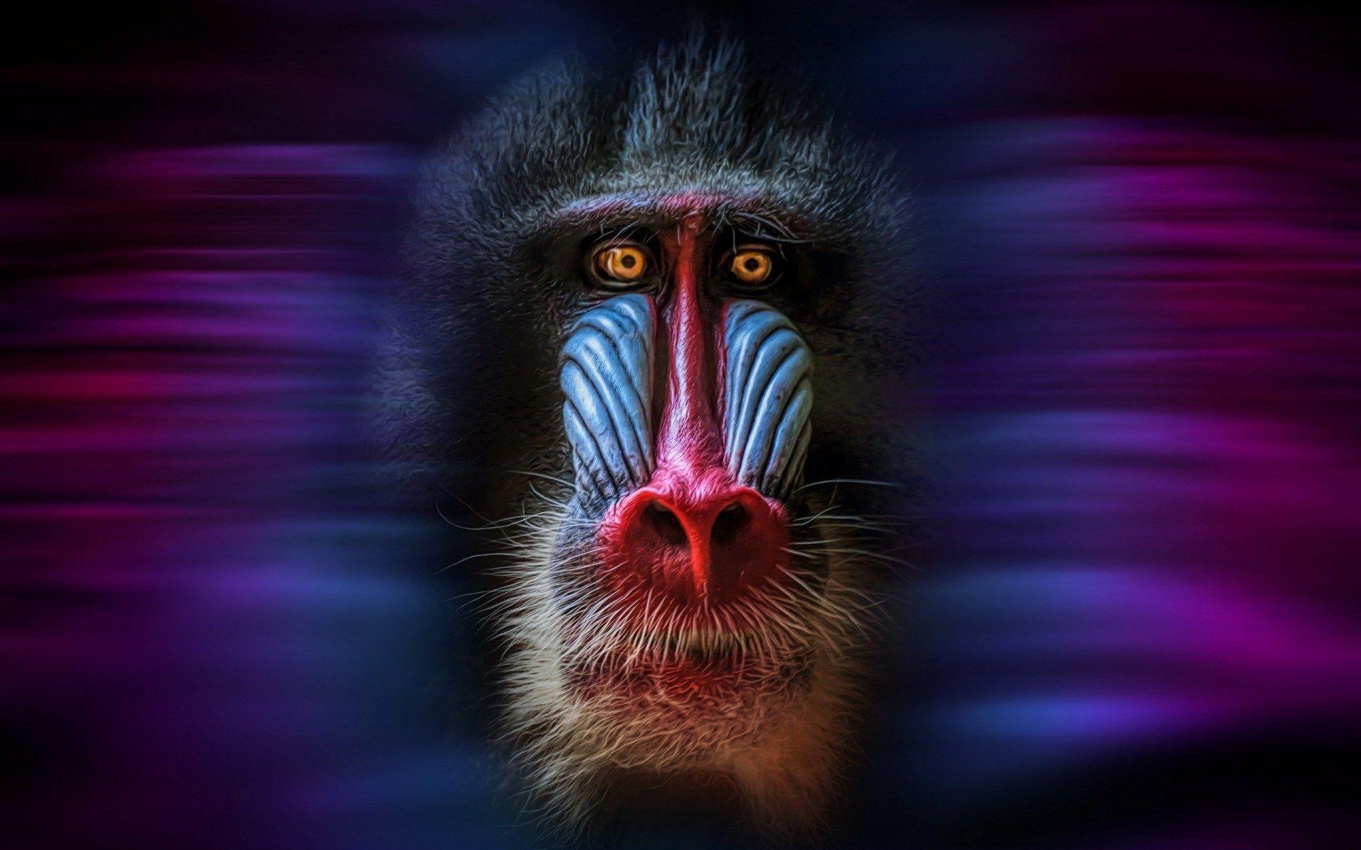mandrill wallpaper and background