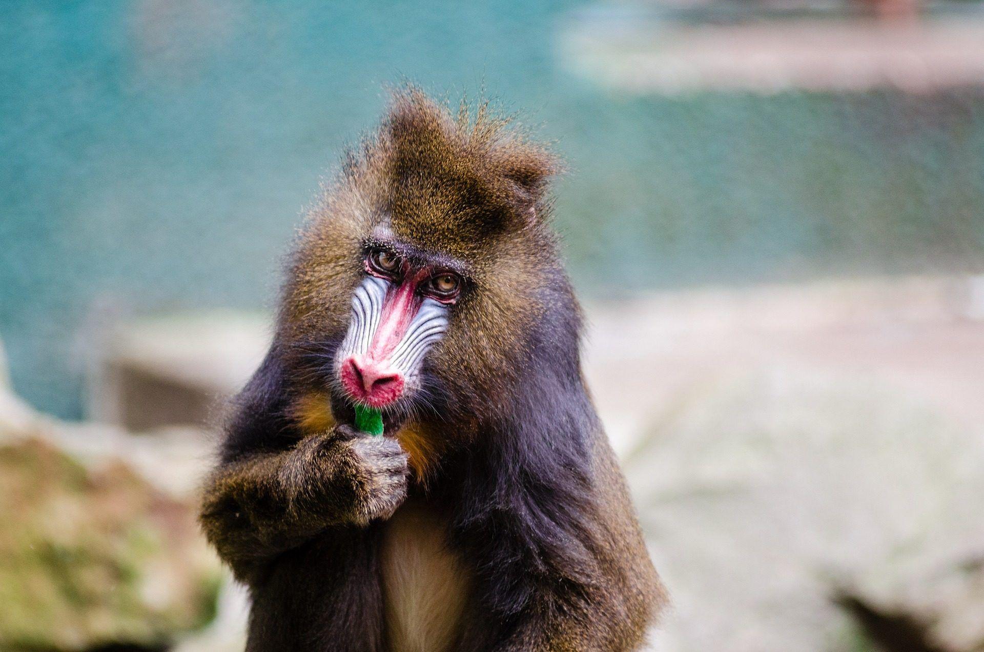mono, primate, simio, mandril, colorido, pelaje, tropical