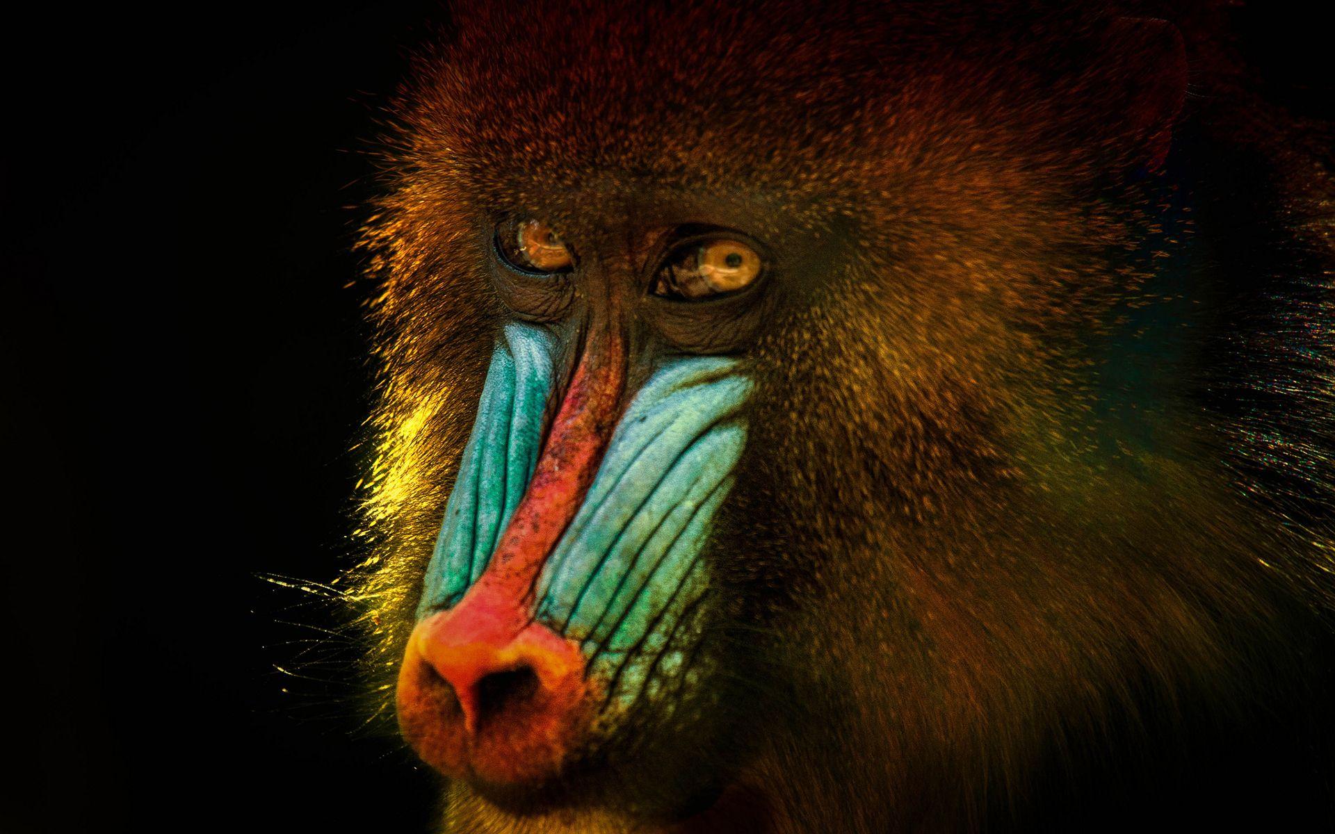 face, dangerous, mandrill, free animal picture full hd, monkey