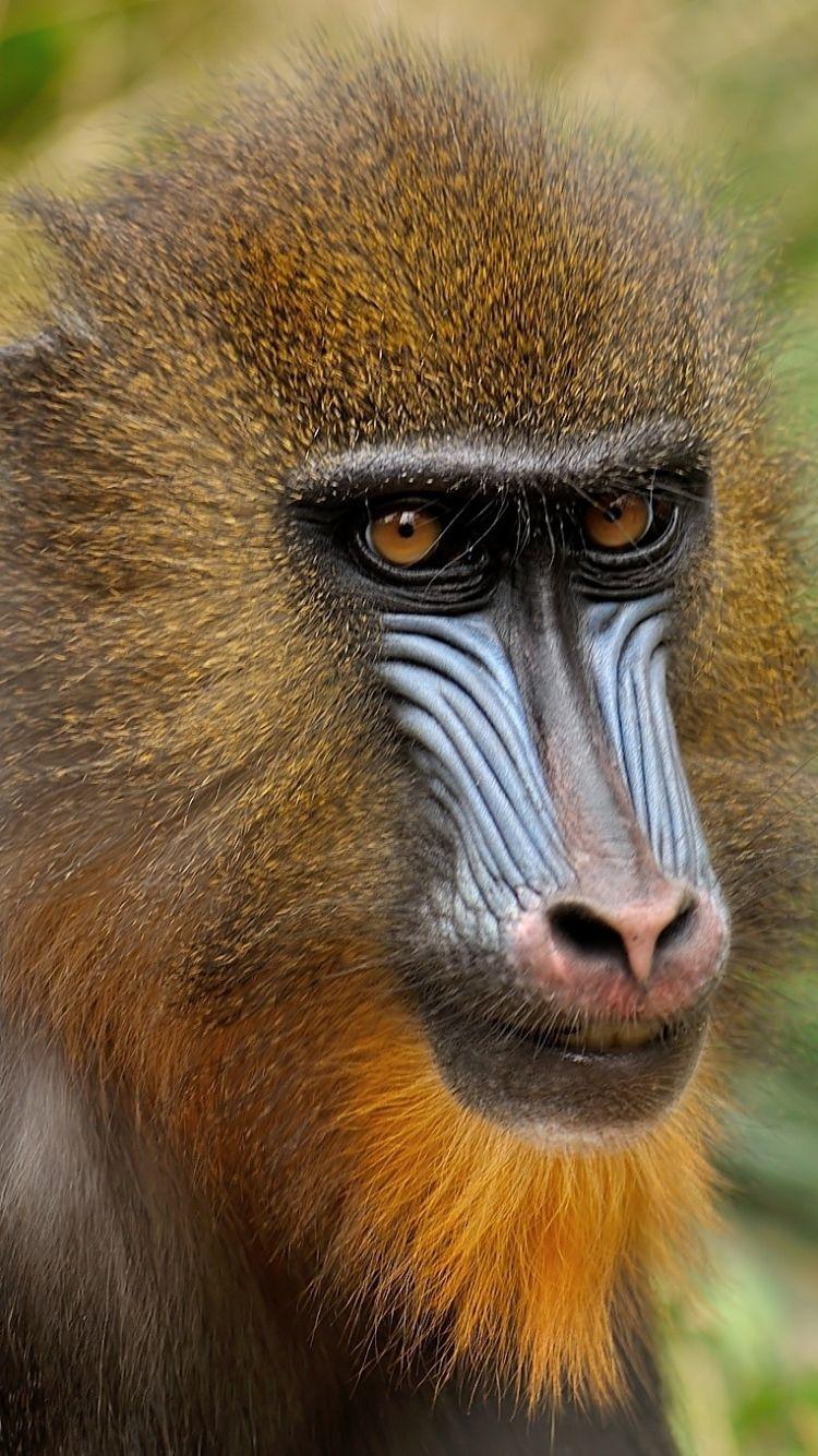 Download Wallpaper 750x1334 Mandrill, Monkey, Face, Coloring