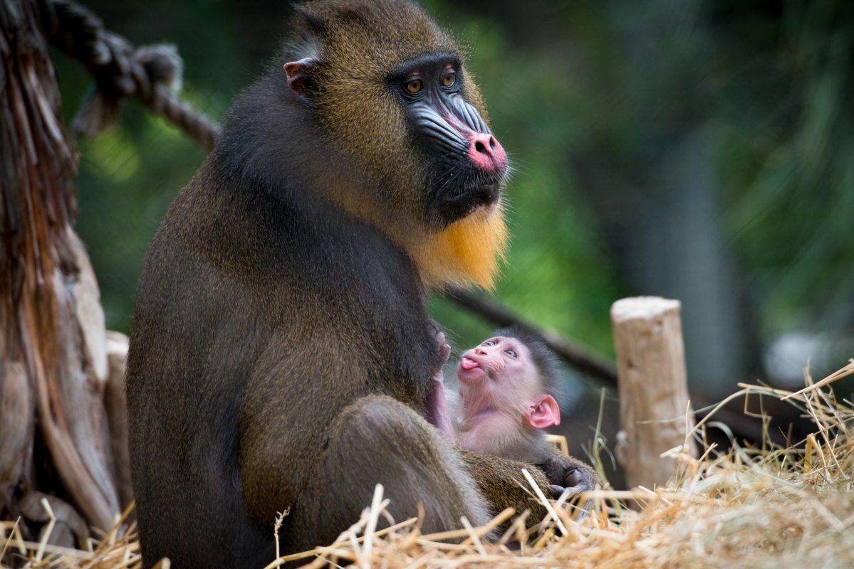 Houston Zoo Sweetly Remembers Young Mandrill, Annabelle