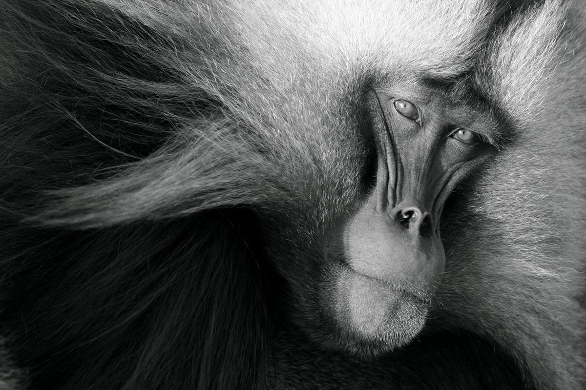This Mandrill looks like it's about to drop the hottest mixtape