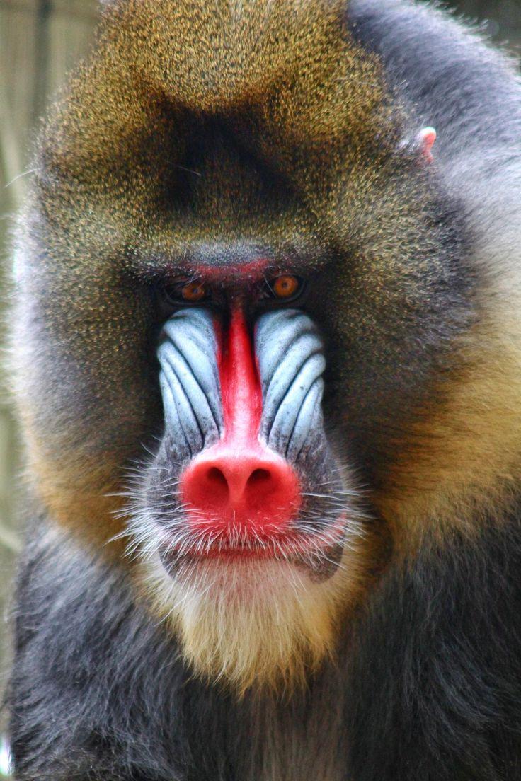 The best Mandrill monkey ideas. Ugly monkey