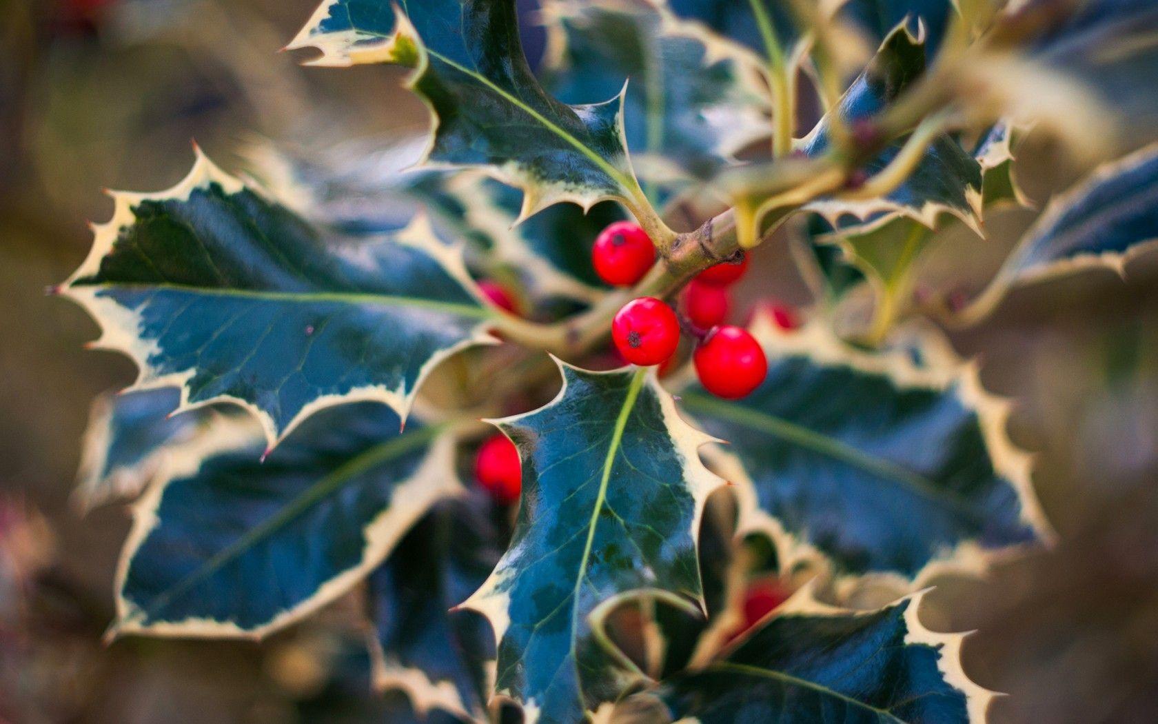 Other: Mistletoe Holy Macro Holly Green Red Leaves Christmas Berry