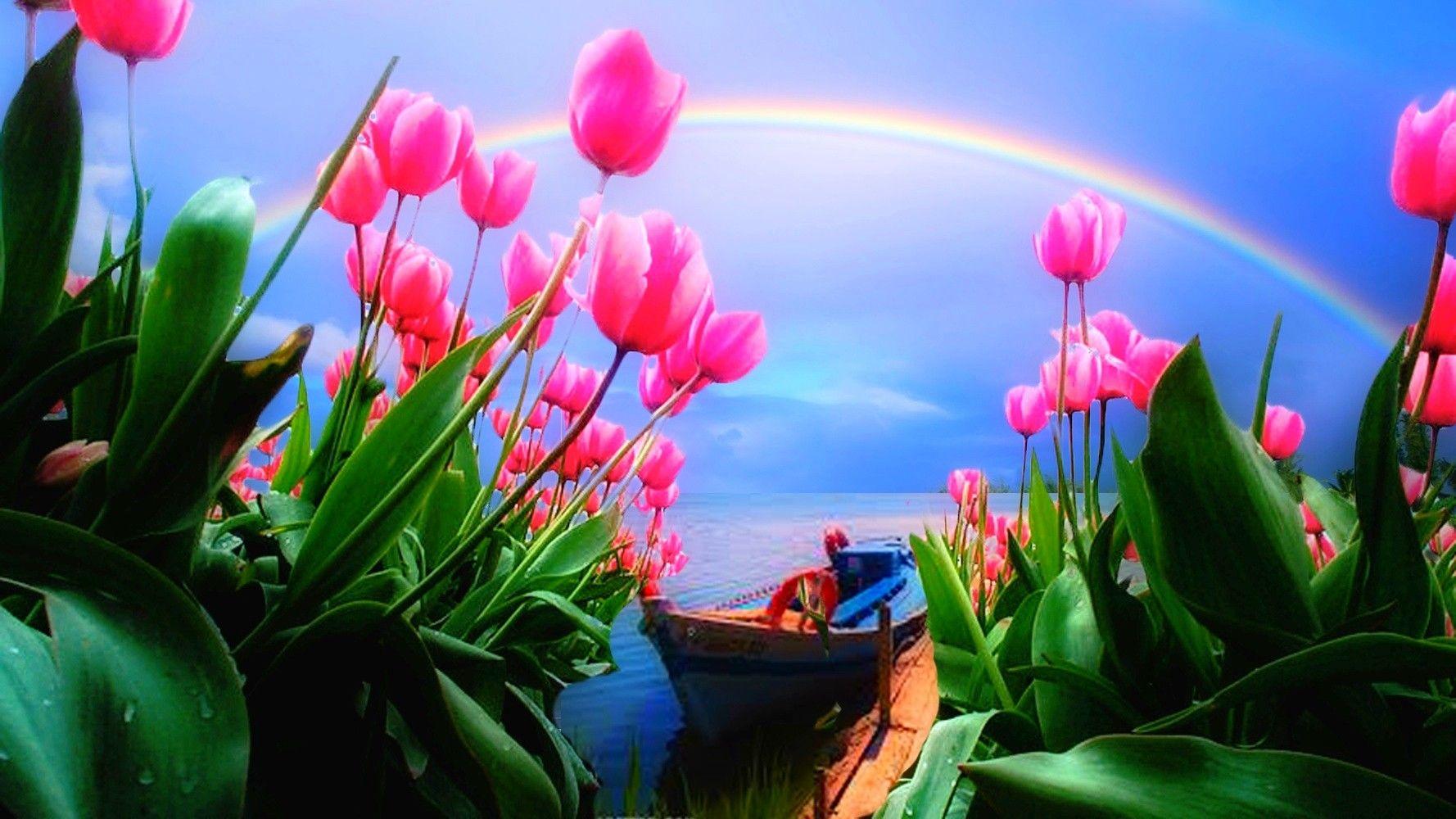 Rainbows: Boat Pink Springtime Green Tulips Lake Beautiful Spring
