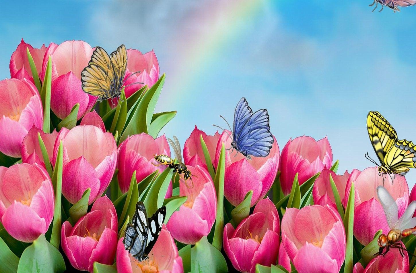 Flowers: Tulips Butterfly Skies Rainbow Tulip Phone Wallpaper