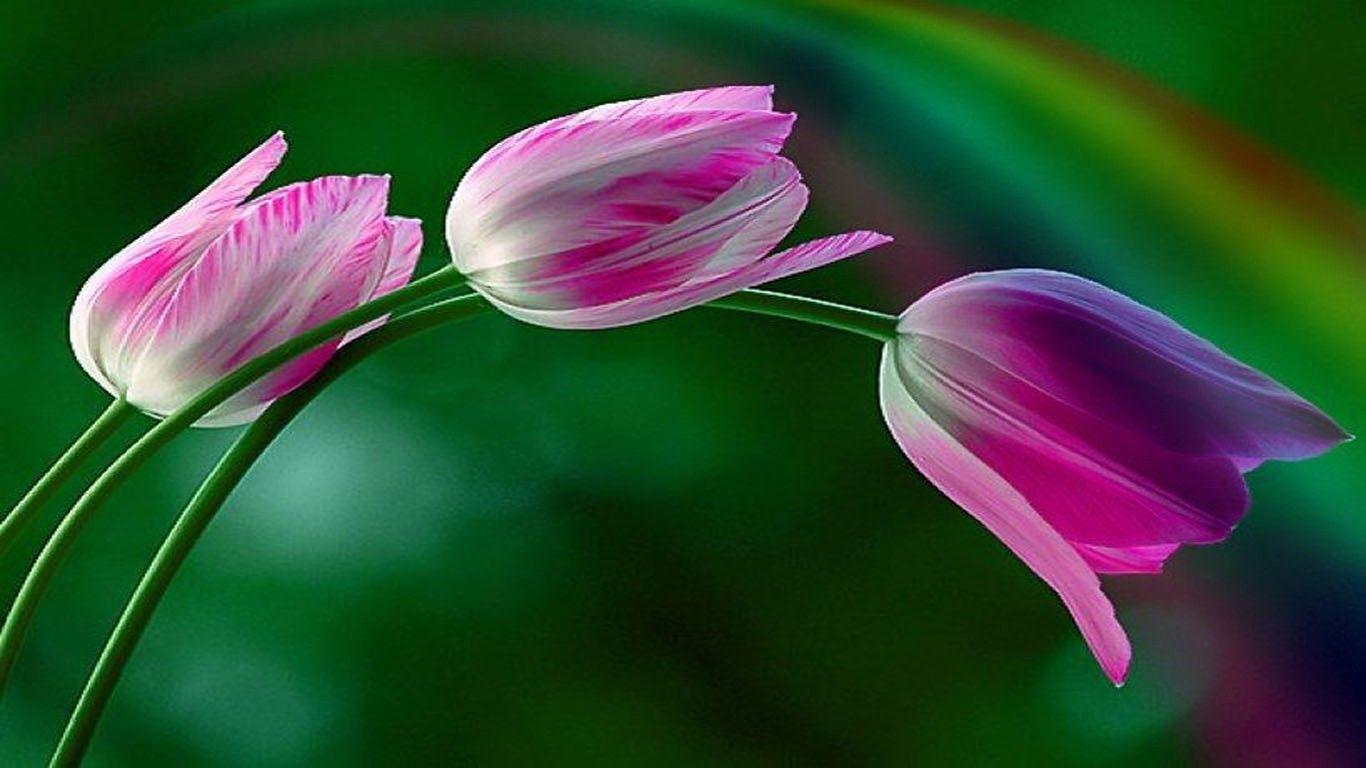 Flowers: Tulips Rainbow Beauties Romance Delicately Delicate Pink