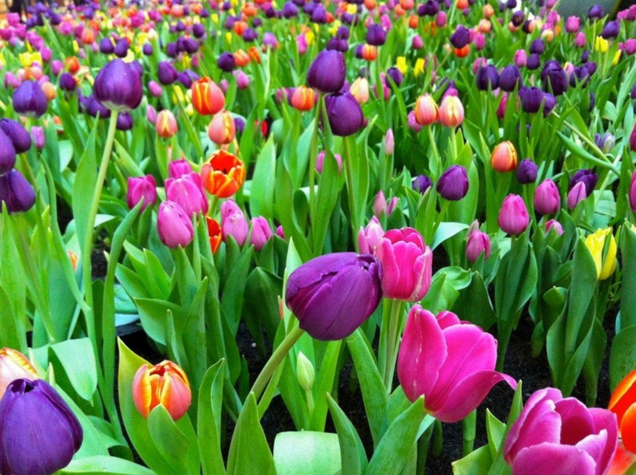 Flowers: Colorful Tulips Flowers Colors Pink Beauty Beautiful