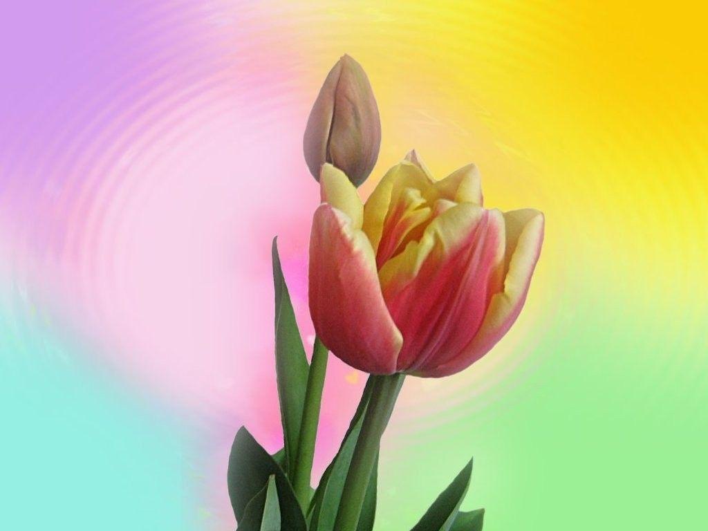 Flower: Rainbow Tulips Bud Tulip Flower Wallpaper for HD 16:9 High