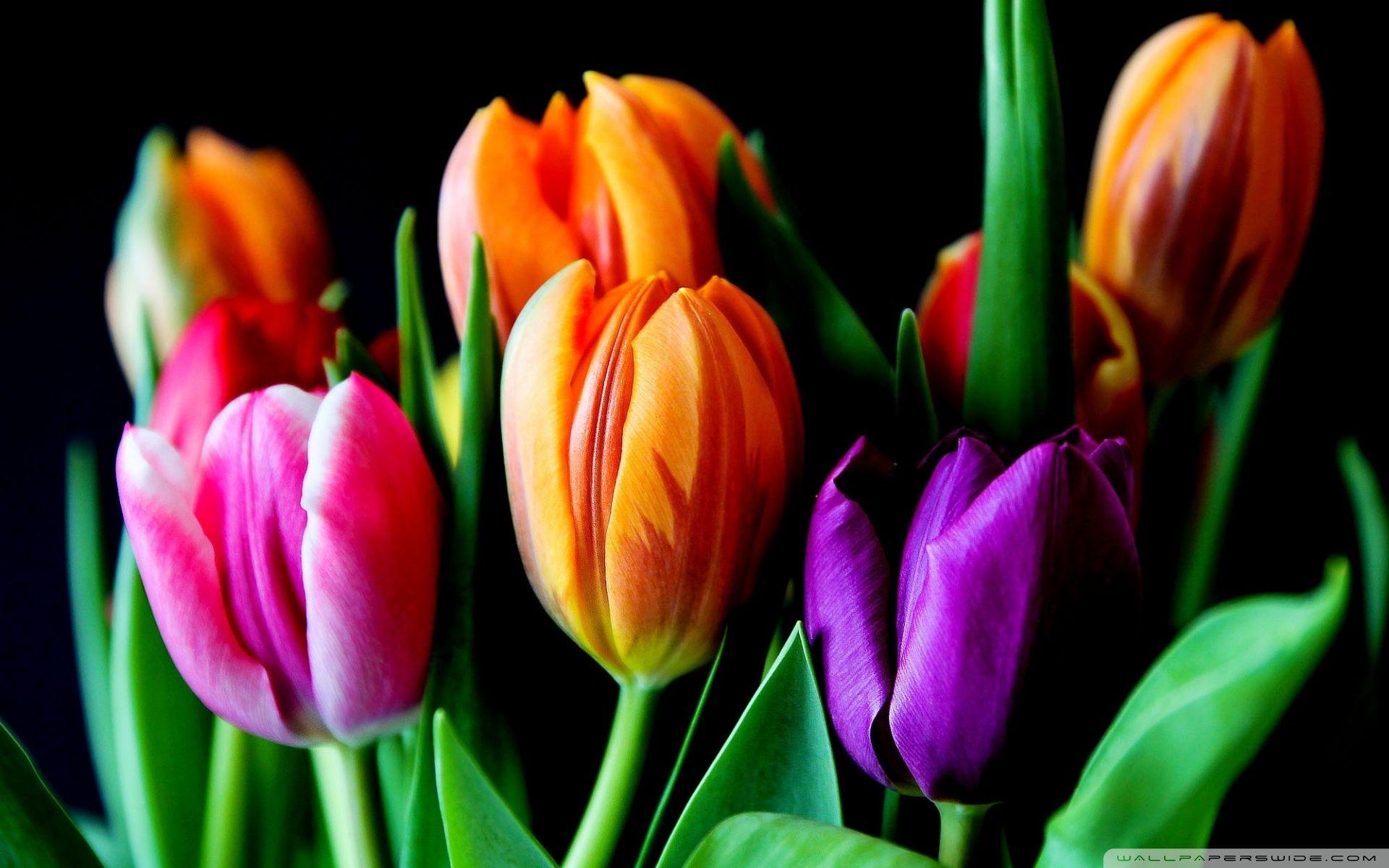 Tulips On Black Background ❤ 4K HD Desktop Wallpaper for 4K Ultra