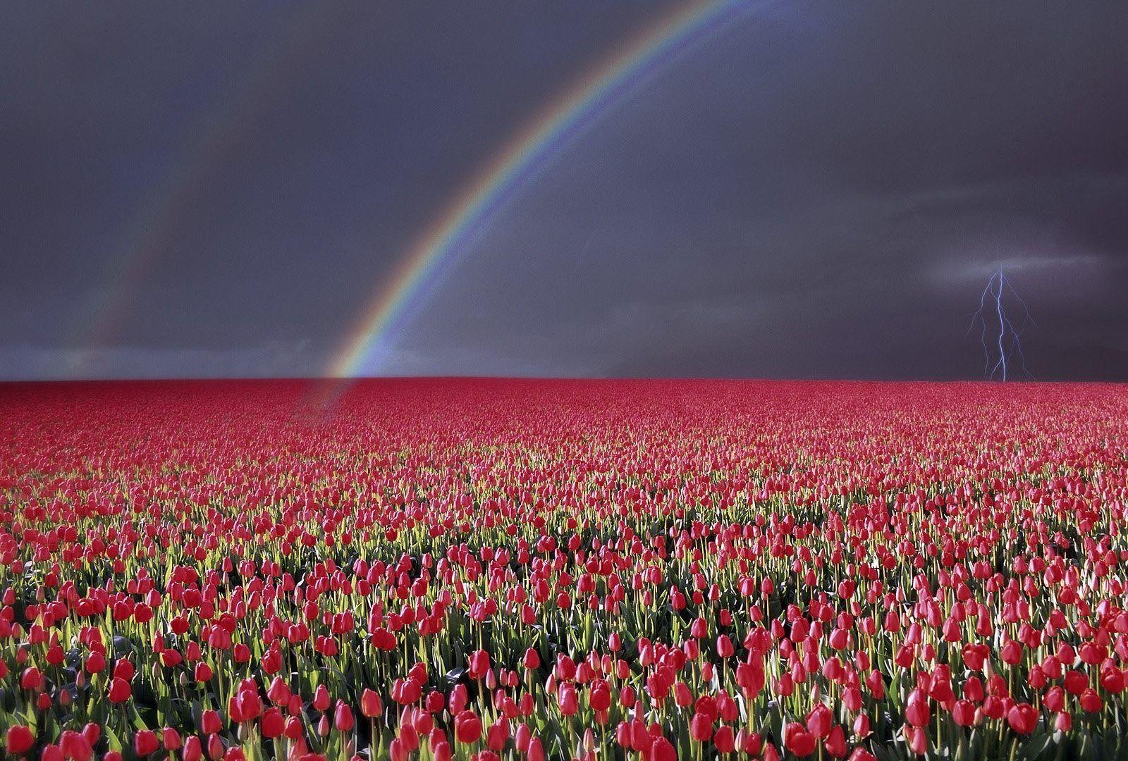 Flowers: Fields Flowers Field Lightning Rainbow Tulip Tulips